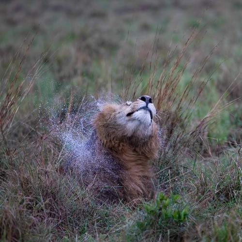 Photo #7324548
