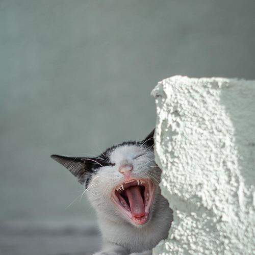 Photo #7324905