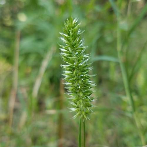 Grass flower