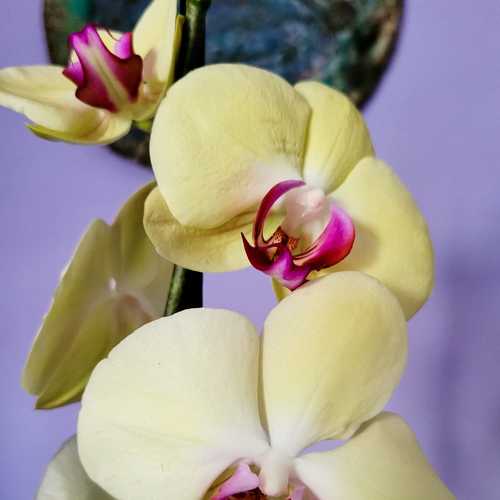 Photo #7325747