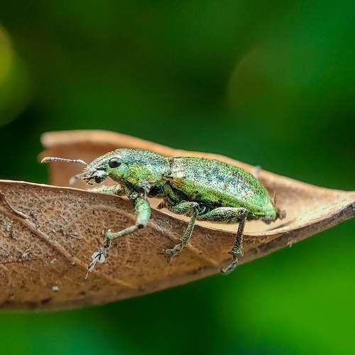 Weevil In The Bokeh World