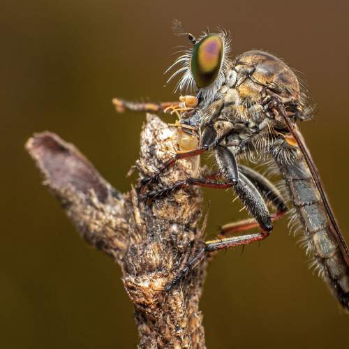 Photo #7327284