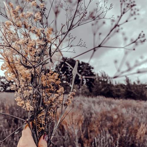 Photo #7327515