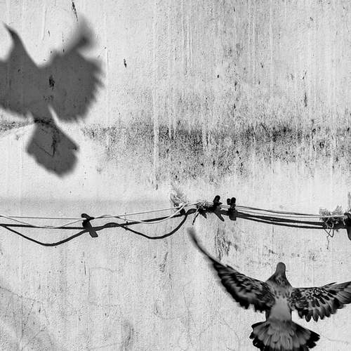 Coexistence