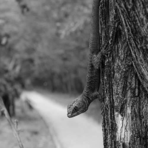 The small lizard (calango)