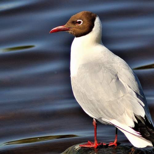 Photo #7327678