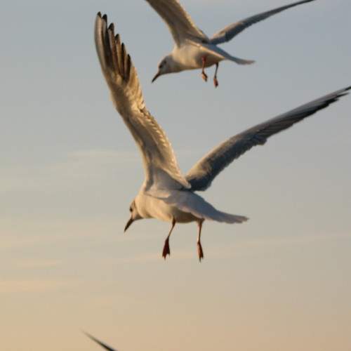 Photo #7327964