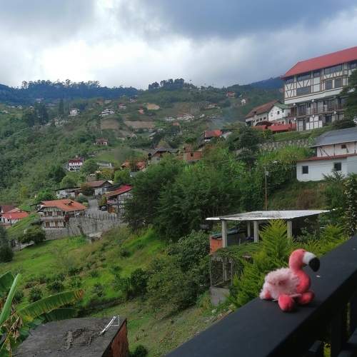 Photo #7328502