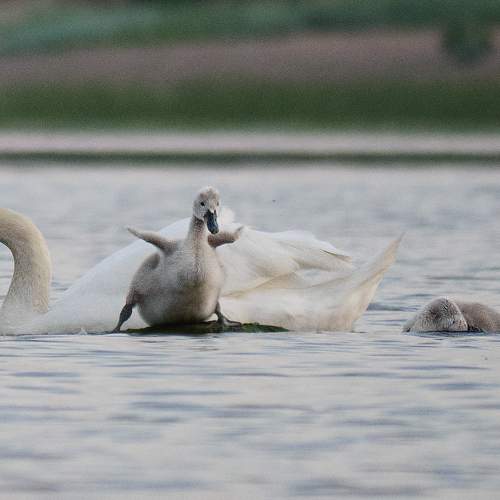 Photo #7328604
