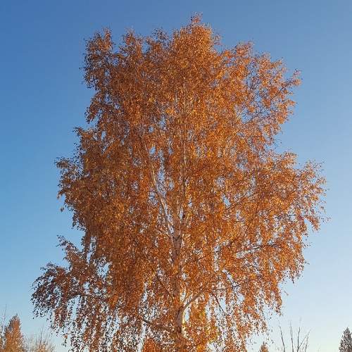 Photo #7328788