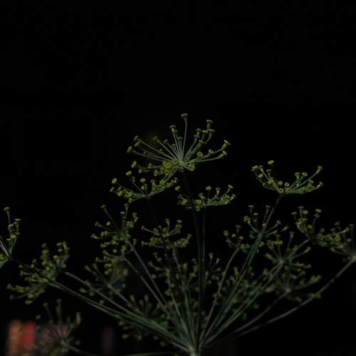 Photo #7329616