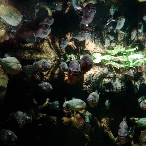 Photo #7329639