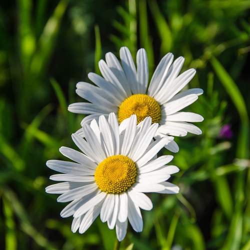 Пара..