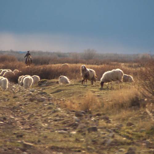 Photo #7330396