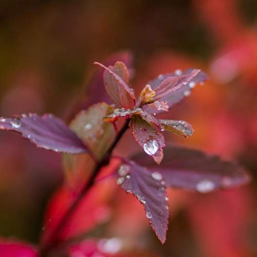Photo #7330580
