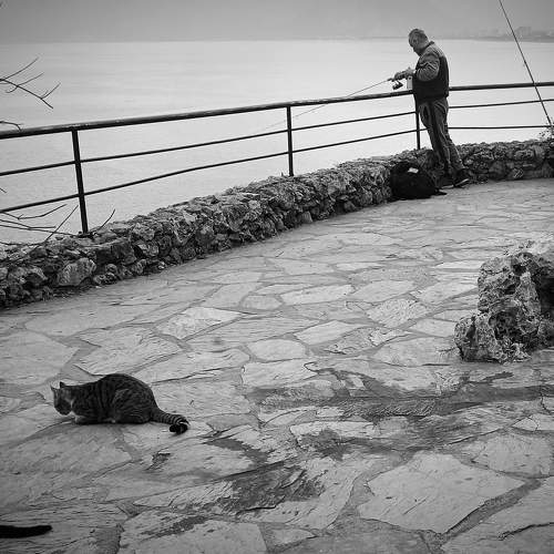 Photo #7330625