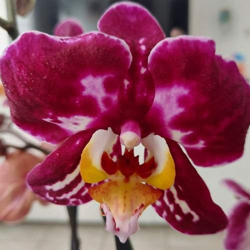 Photo #7330925