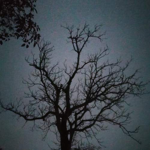 Photo #7331127