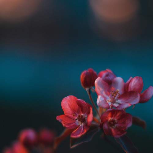 Photo #7331466