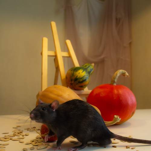 Photo #7331681