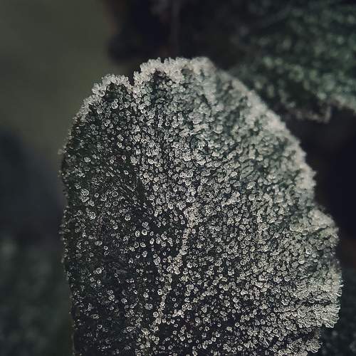 Ice crystals