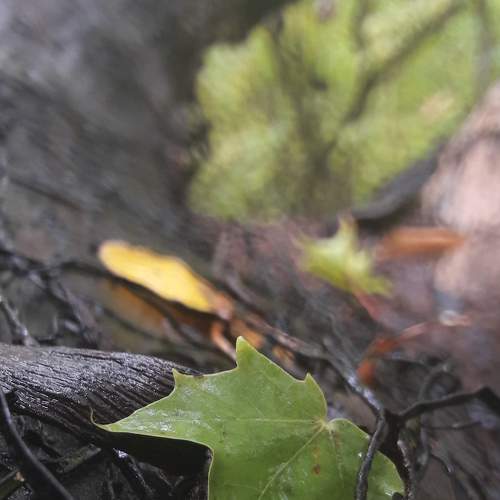 Photo #7333995