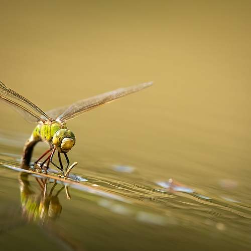 Photo #7335224