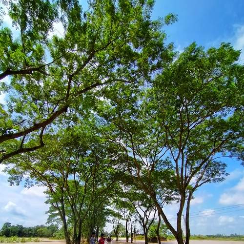 When green touch the blue sky