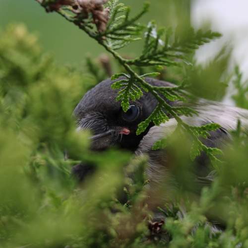 Photo #7335744