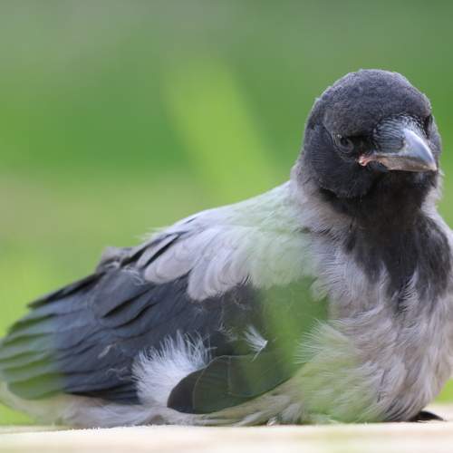 Photo #7335858