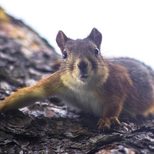 Photo #7337987