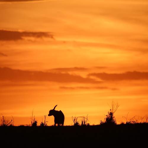 Photo #7338256