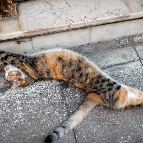 Photo #7338864