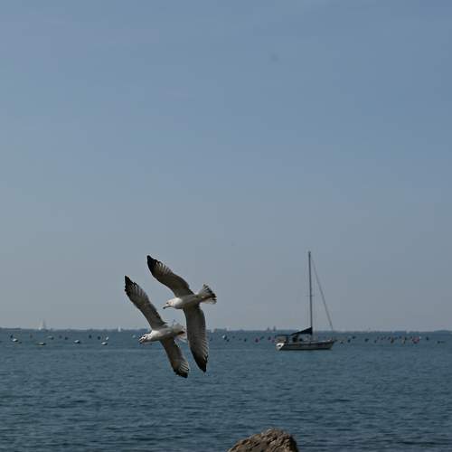 Photo #7339200