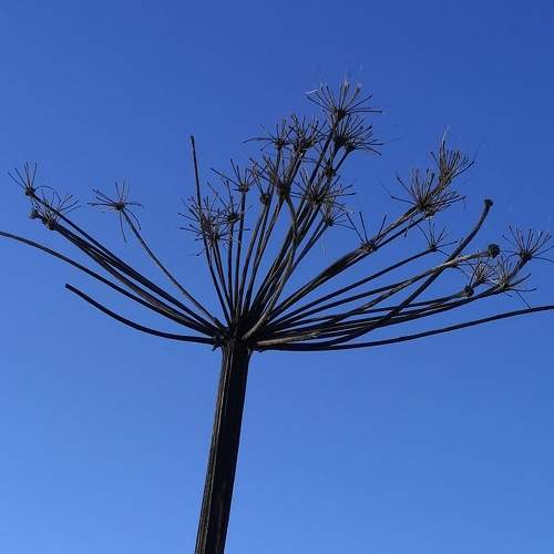 Photo #7339465