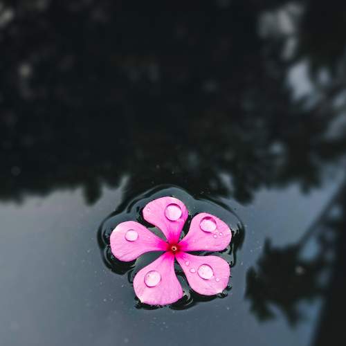 Photo #7340006