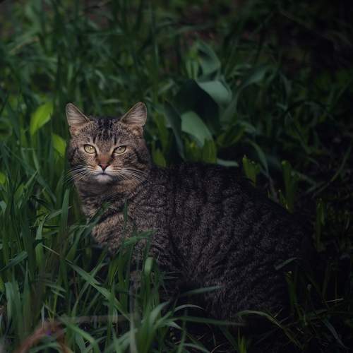Photo #7340010