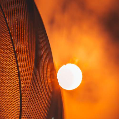 Photo #7340218