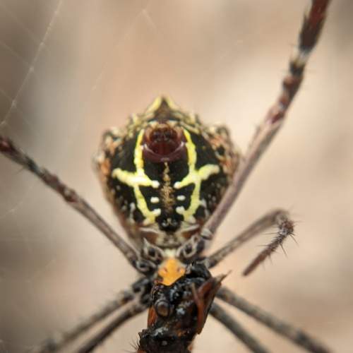 Photo #7340227