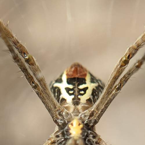 Photo #7340240