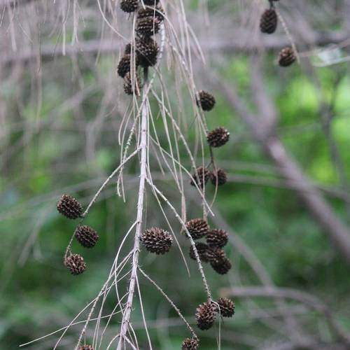 Photo #7340421