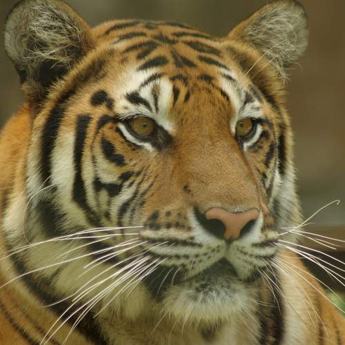 Photo #7340530