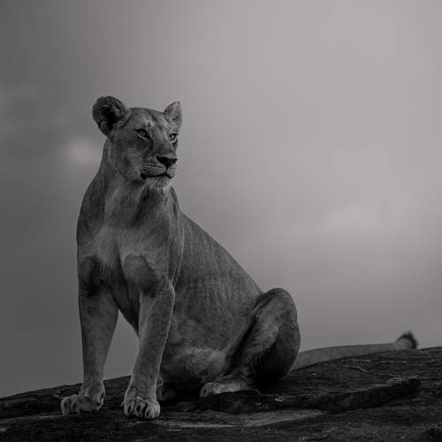 Queen on the rocks
