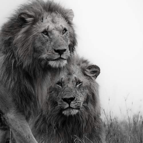 Hey brother....