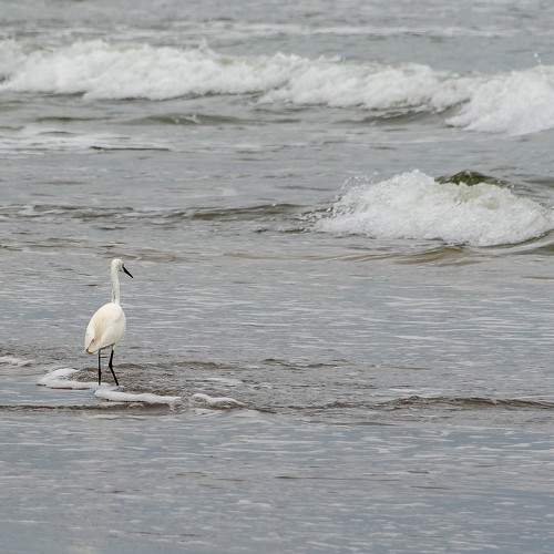Photo #7341120