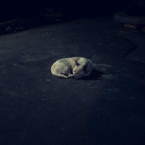 Dogs of south