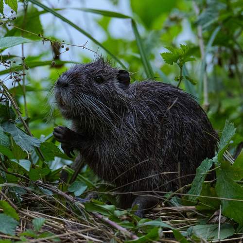 Photo #7343047