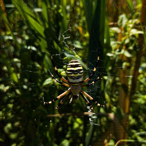 Wasp spider