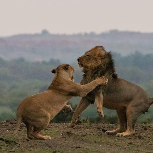 Photo #7344101