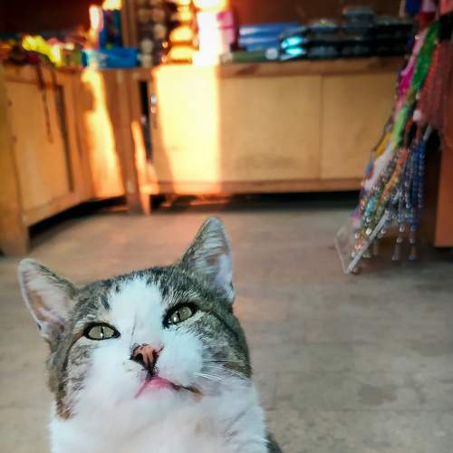 Котик в сувенирной лавке.
